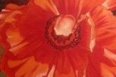 Gorgeous Poppy, 16 x 20 acrylic painting. 3 hour class, fee is $60 — at Joyful Arts Studio.