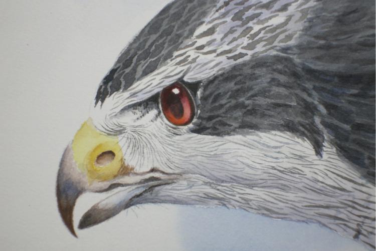 Northern Goshawk