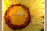 Brilliant 6-Step Sunflower, 16x20 acrylic painting, 3 hours.